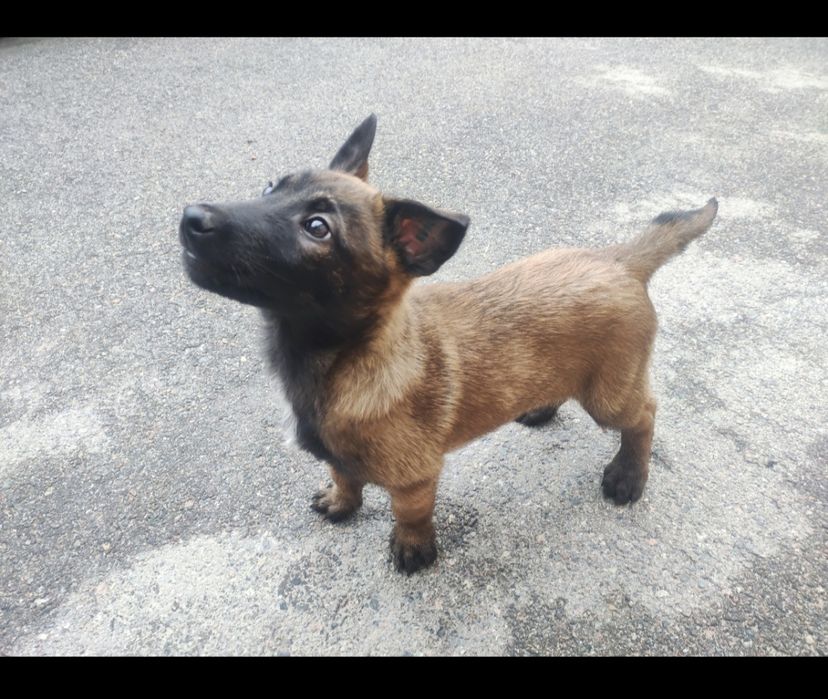 Щенки Бельгиской овчарки МАЛИНУА