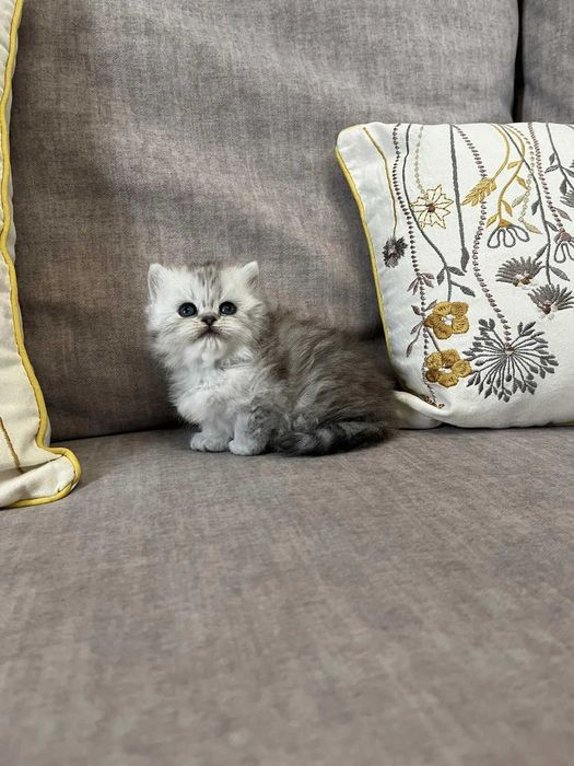 Котята Британские длинношерстные (хайленд)