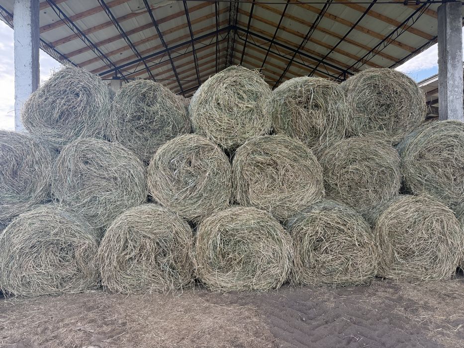 Vand baloti 120x120 fan / lucerna / luhara