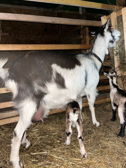 Vand capre cu 2 iezi