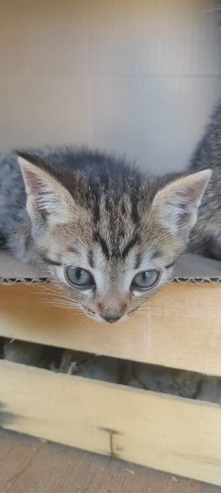 Отдам котят 2 мес