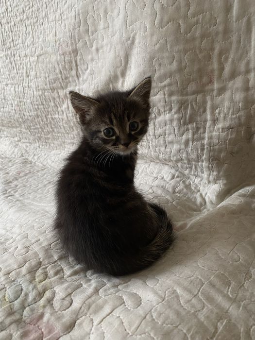 Отдам котят бесплатно