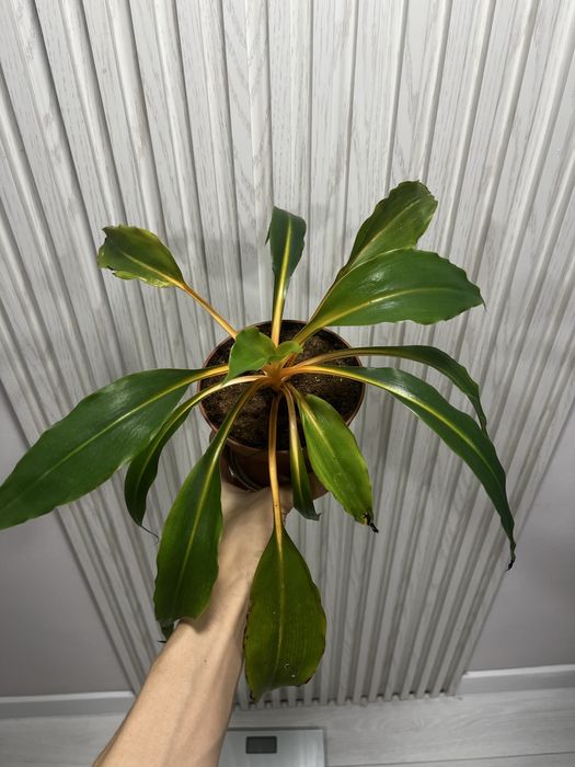 Комнатные растения разные