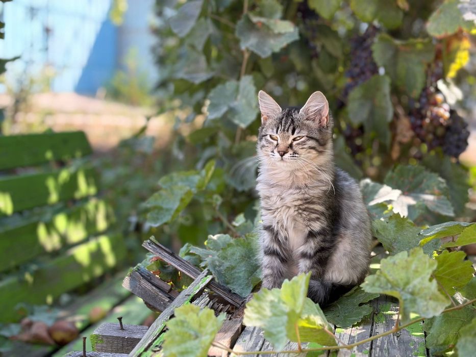 Срочно уличные котята ищут дом