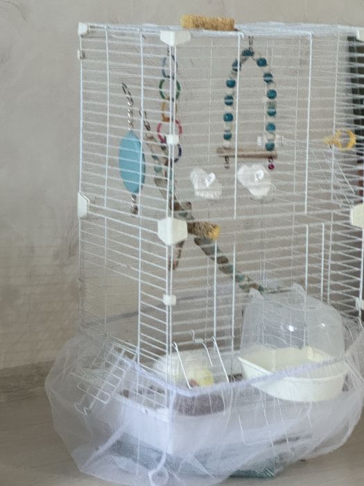 Продам кореллу птичку