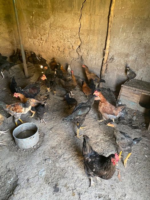 Срочно продам домашних цыплят