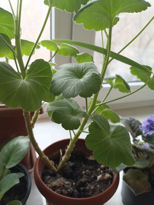 Продам комнатные цветы