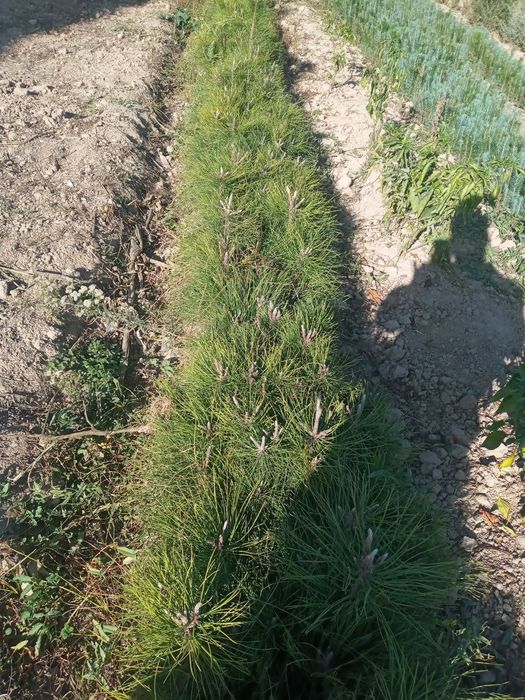 Кирим сенса кучати сотилади самаркандд