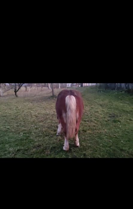 Mânz șarg din tata cu licență de montă