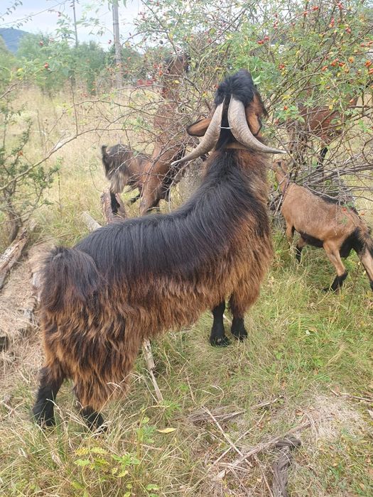 Vând țap în vârsta de 2 ani