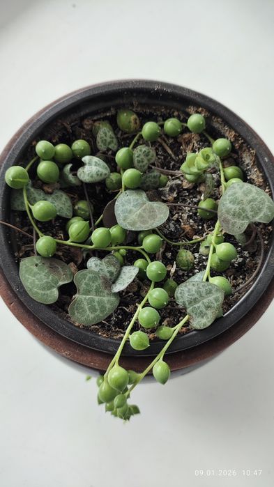 Комнатный цветок продам