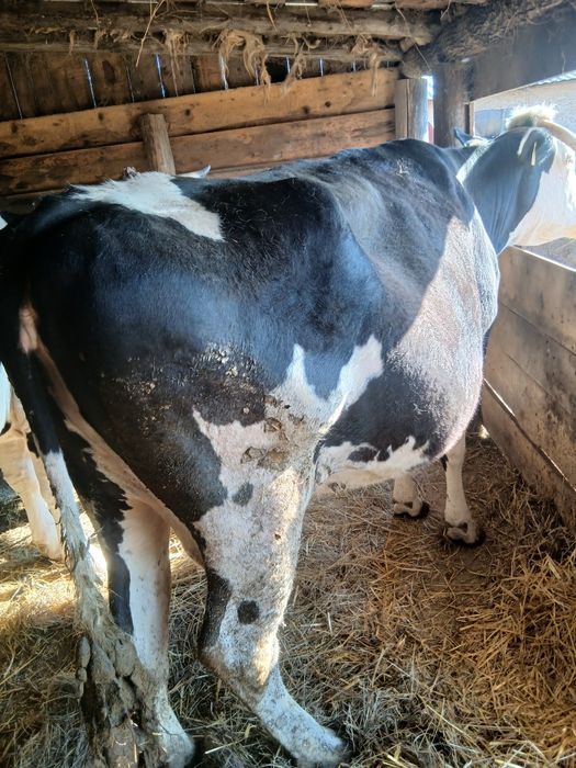 Vaci gestante de vanzare !!