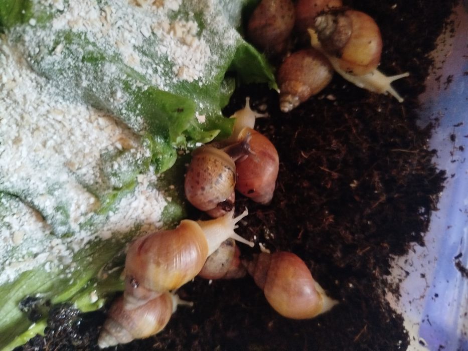 Ulitkalar sotuvda bor. Sogʻlom parvarishlangan ahvoli ideal aktiv .