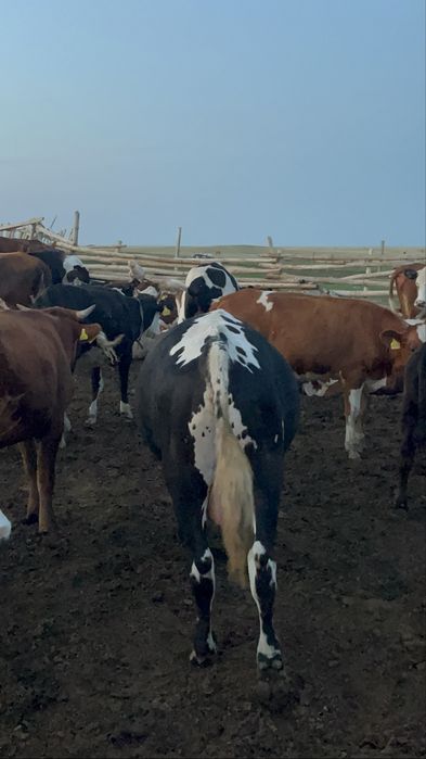 Продам быка возраст 2.2 года
