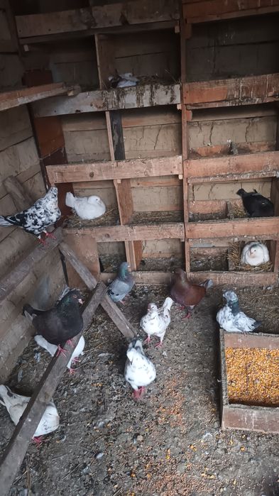 Porumbei kingi și rotati