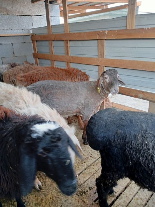 Ісек қошқар тоқтылар сатылады