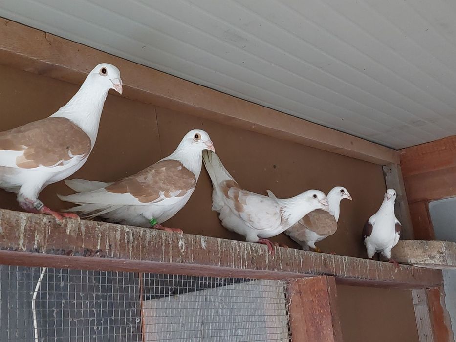 Porumbei  voiajori  colorați și  găini