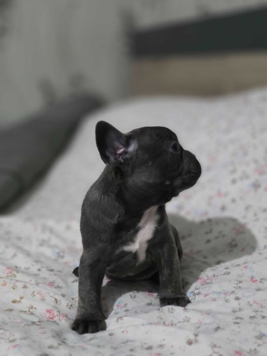 Мъжки и женски френчита