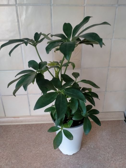 Продам.  шефлеру