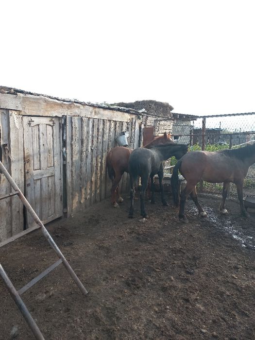 Құнан Дөнендер екі жарым сасар