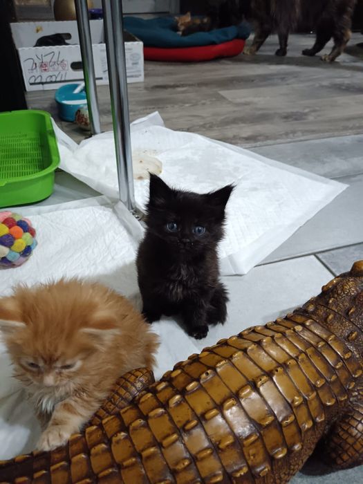 Мейкун котята мейн кун.