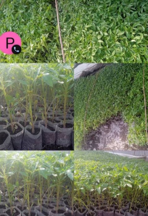 Памидор кучати (nixol)