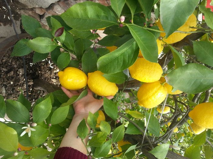 лимонови дръвчета