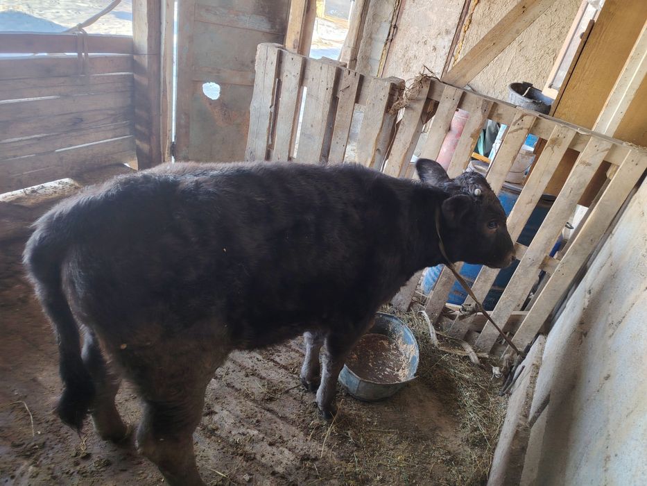 Продам карова сроч