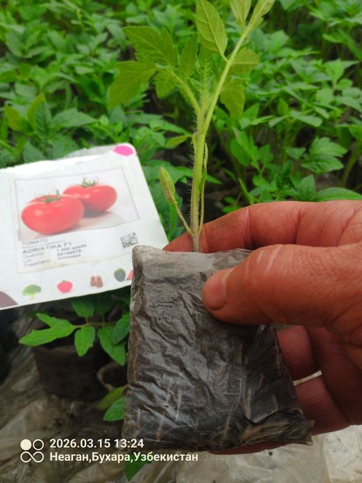 Помидор кучатларни