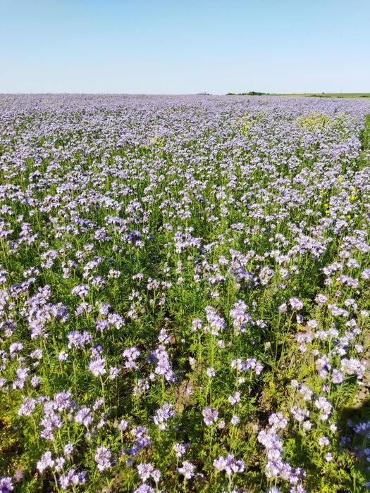 Plata melifera pt albine