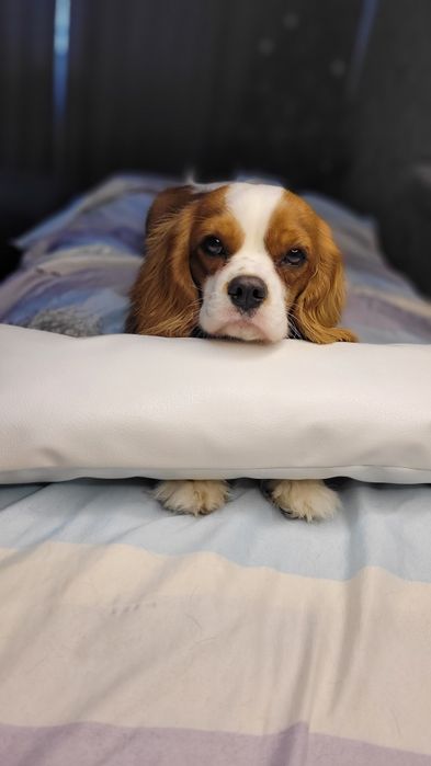 Вязка кобель, Ковалер кинг чарльз спаниель.