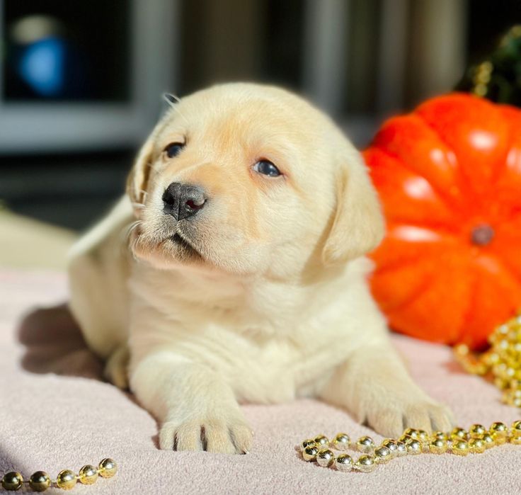 Pui Labrador Retriever cu pedigree
