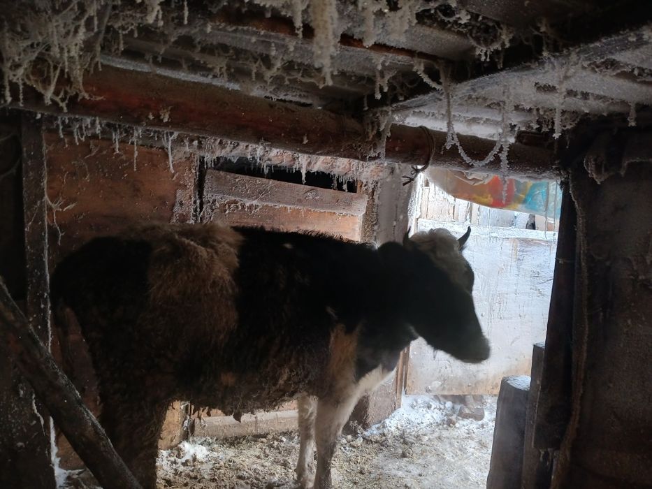 Сиырлар сатылады