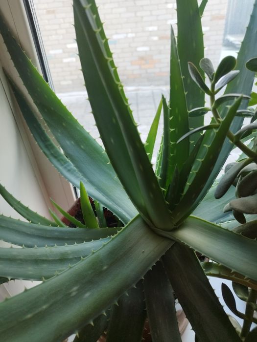 Денежное дерево цветущее