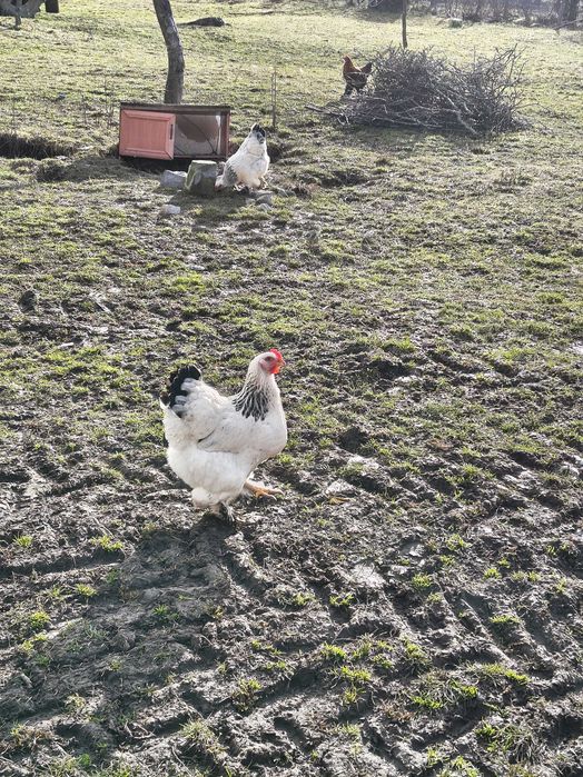 Vând ouă de casă bio pentru consum și incubat