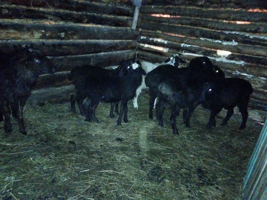 Продам токтушки оптом