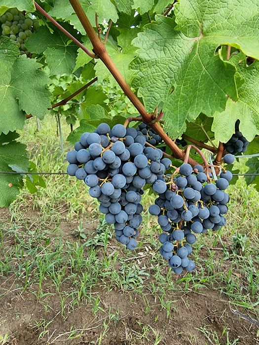 Struguri pentru Vin - Cabernet Sauvignon