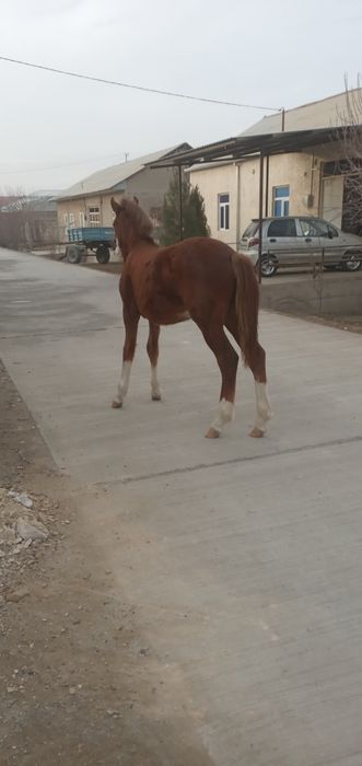 Toy sotiladi 8 oylik