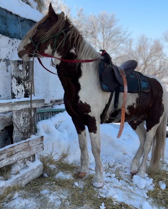 Мощный Айгыр Жеребец