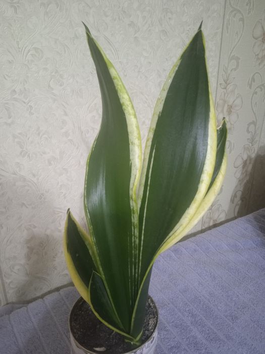 Комнатные цветы цена от 2500тенге