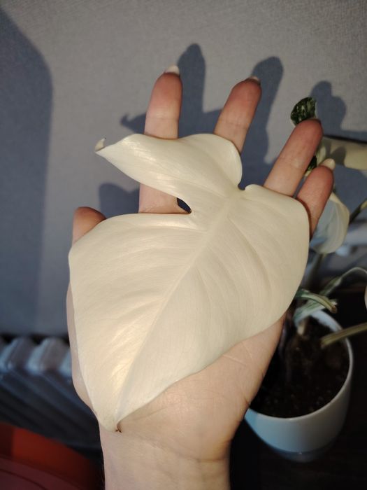 Продам монстеру Альба. Талгар