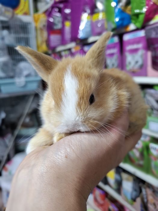 Карликовые кролики