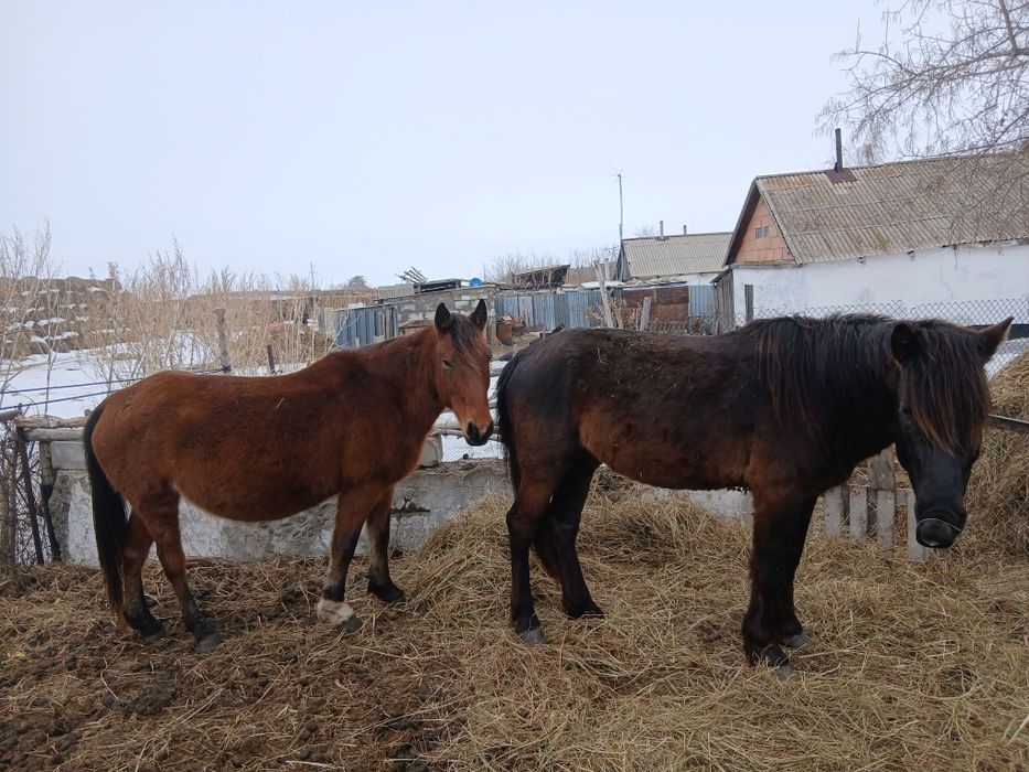 Жылқылар сатылады продам лошадей