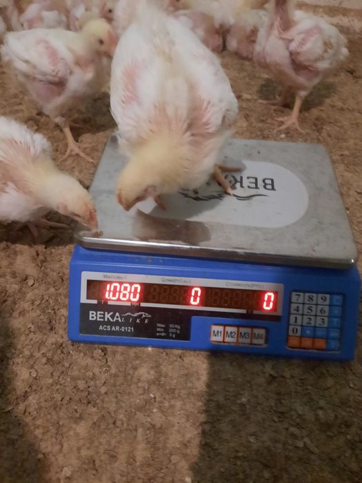 Бройлеры Кобб 500