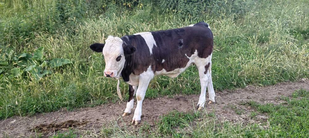 Vaca și juninca de vânzare