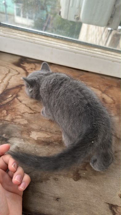 Котята добрым заботливым хозяевам