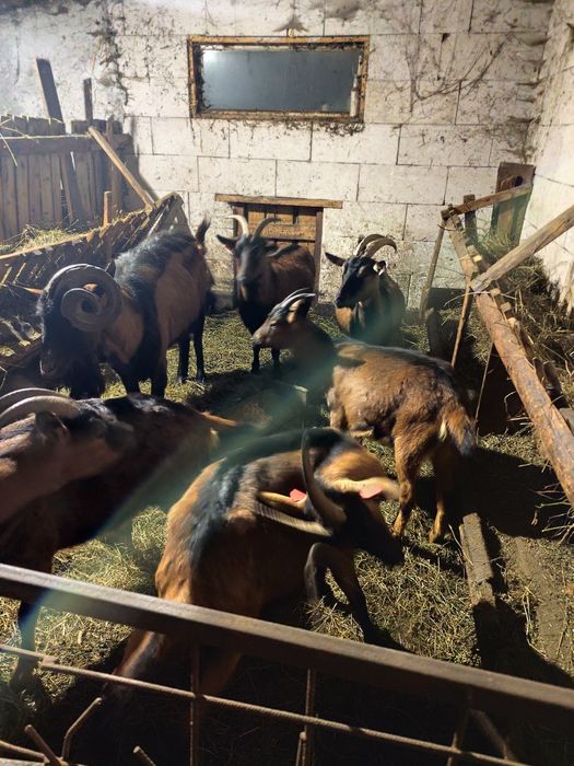 Vând capre alpine franceza rasa pura