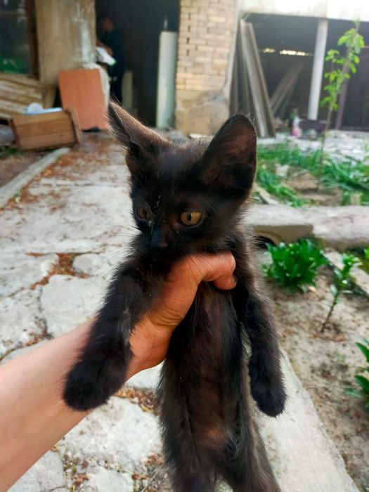 Отдадим котят в хорошие руки.