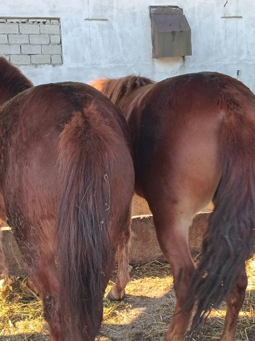 Vănd doua mănze de 2 ani jumate