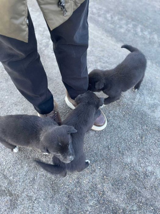 Отдадим щенят в добрые руки